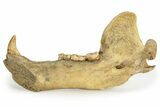 Fossil Cave Bear (Ursus spelaeus) Lower Jaw - Romania #243214-1